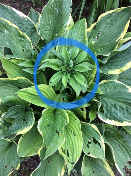 Quick Hosta question
