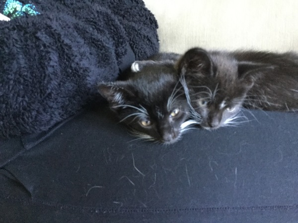 New fosters about to arrive