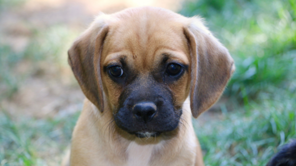 What type of dog is this?