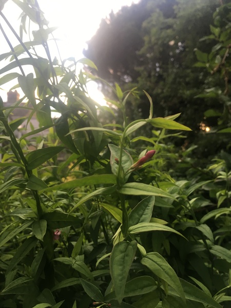Is this a lovely climber or deadly nightshade?!