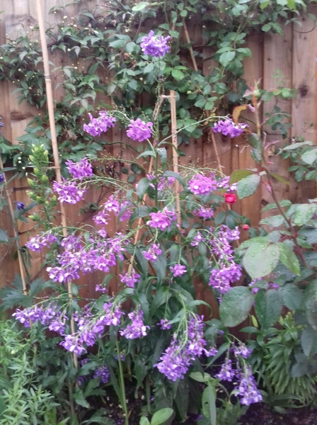 Scented plants for a small container garden
