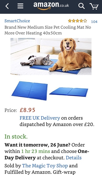 How to keep kitten cool?
