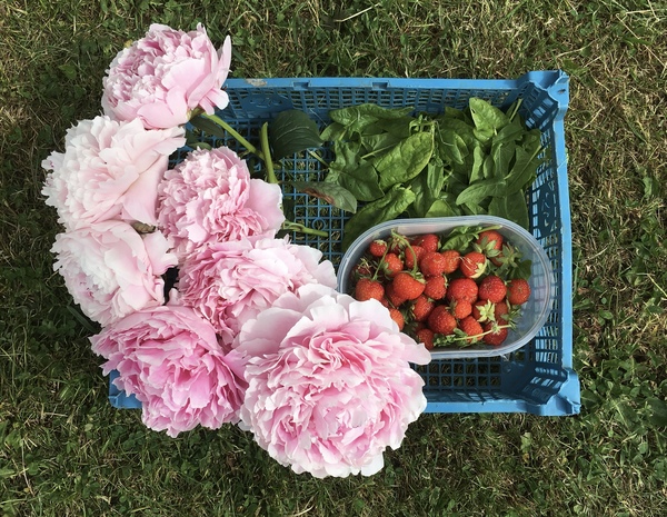 Allotment/Veg Patch Thread 12! Plotmenters hoping for better weather
