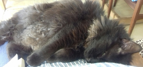What's your DCat up to today? Episode 6, Return of the... Cats?