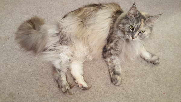 Tell me about your Maine Coons!