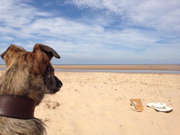 AIBU to think nobody has a dog as good as mine?!