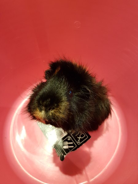 Help me organise how i clean out piggies' cage