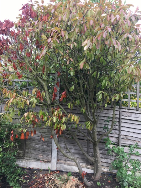 What type of tree is this?