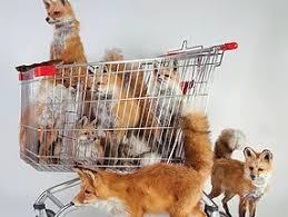 To believe that kids sat inside supermarket trolleys is disgusting