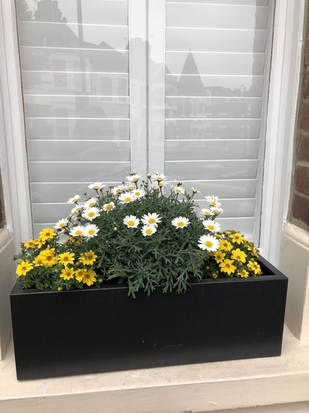 Marguerites in window box dying! (Pics)