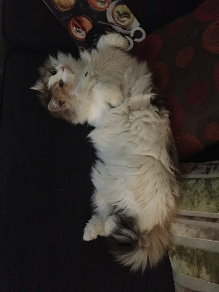 What's your DCat up to today? Episode 6, Return of the... Cats?