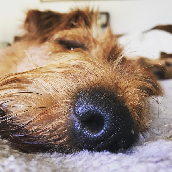 any owners of border/cairn or jack russell terriers?