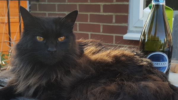 What's your DCat up to today? Episode 6, Return of the... Cats?