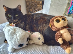 Show me your torties
