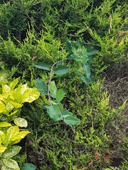 Plant ID help needed please...