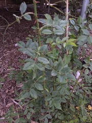 Anyone know what this is?