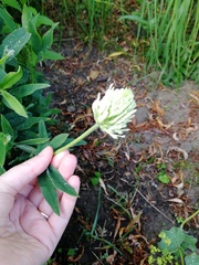 About to admit defeat with this plant ID...