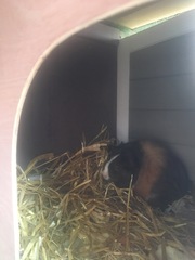 Name needed for 2 guinea pigs