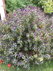 Does anyone know what these plants are?