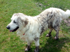 Calling all Golden Retriever owners....