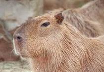 Capybaras That Look Like Rafael Nadal