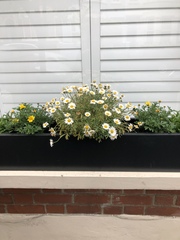 Marguerites in window box dying! (Pics)