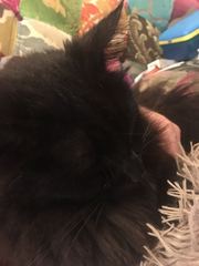 Apparently it's 'hug your cat day'