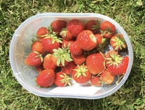 Allotment/Veg Patch Thread 12! Plotmenters hoping for better weather