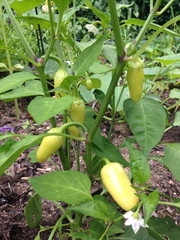 Allotment/Veg Patch Thread 12! Plotmenters hoping for better weather