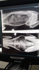 How can she lose a bone?!