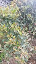 What is this shrub