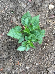 Does anyone know what these plants are?