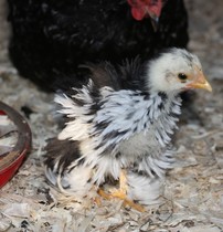 Swagger Inn 156 - The Weather Is Getting Hot, The HBFs Will Always Be Hotter