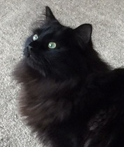 what is it with cats?