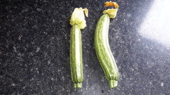Allotment/Veg Patch Thread 12! Plotmenters hoping for better weather