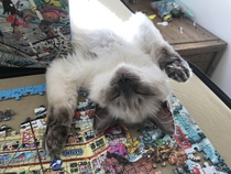 Rag doll fan thread!