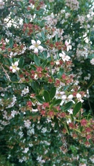 Yet another name this plant thread!