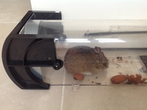 To ask what to do with the live mouse I caught?
