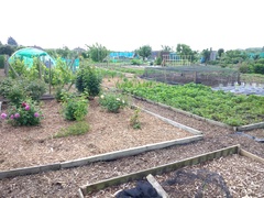 Allotment/Veg Patch Thread 12! Plotmenters hoping for better weather