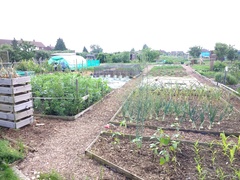 Allotment/Veg Patch Thread 12! Plotmenters hoping for better weather