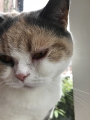 Worried about cat’s eye