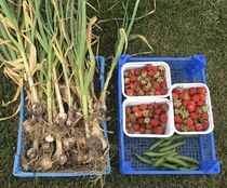 Allotment/Veg Patch Thread 12! Plotmenters hoping for better weather