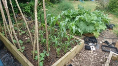 Allotment/Veg Patch Thread 12! Plotmenters hoping for better weather