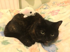 Show me your torties