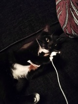 New Rescue Kitty (Pics) - Utterly in Love