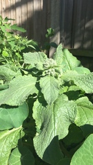 To have no idea what this is?