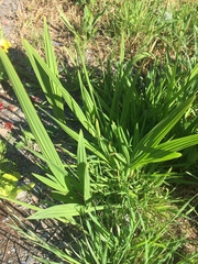 Plant Identification