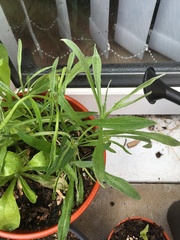 Plant ID