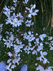 Plant ID again please.