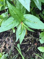 Plant ID.... pigweed and St. John’s Wort?